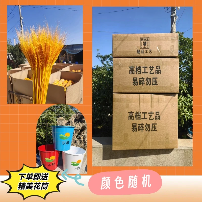 【优选大麦】金色大麦穗干花大麦花束源头工厂（达人专属）