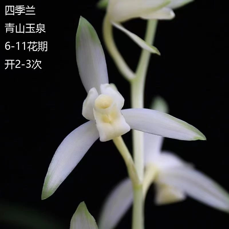 名贵老种建兰【青山玉泉】高端室内阳台绿植盆栽花期6～11月