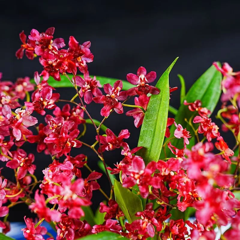 红色梦香文心兰花盆栽带花苞室内植物精品兰花名贵花卉 双11活动