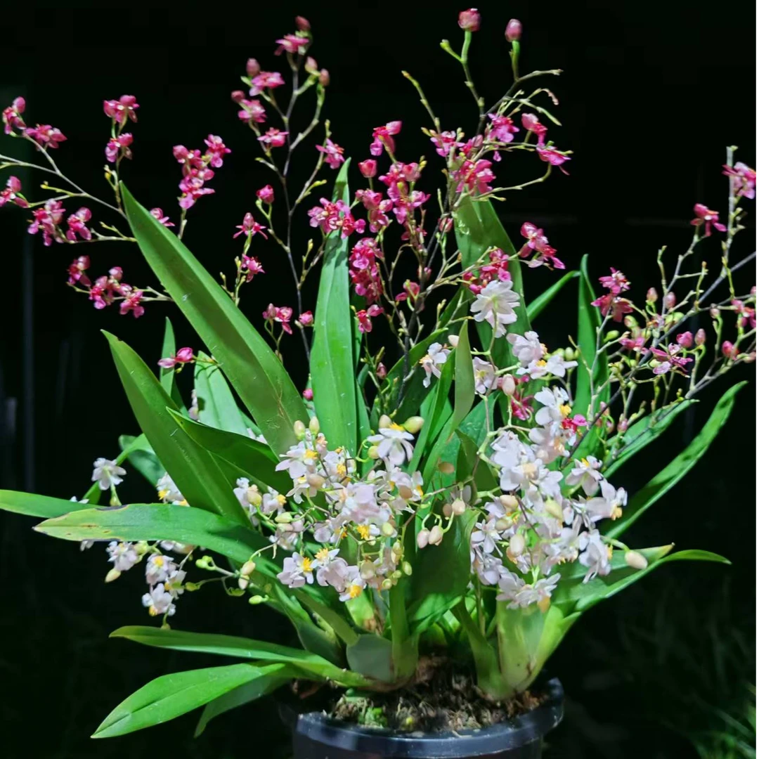 双色浓香好养(梦香兰)文心兰红色粉色混合桌面高端绿植盆栽