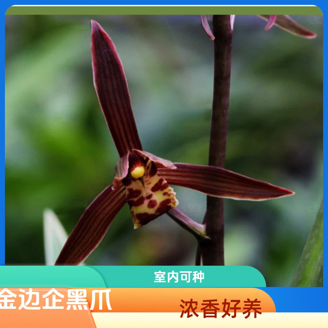 名贵高档金边【企黑爪】浓香年宵花好养易复花室内阳台兰花盆栽