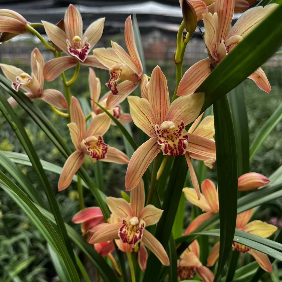 多花【紫霞仙子】8支花浓香好养四季开花室内阳台绿植盆栽