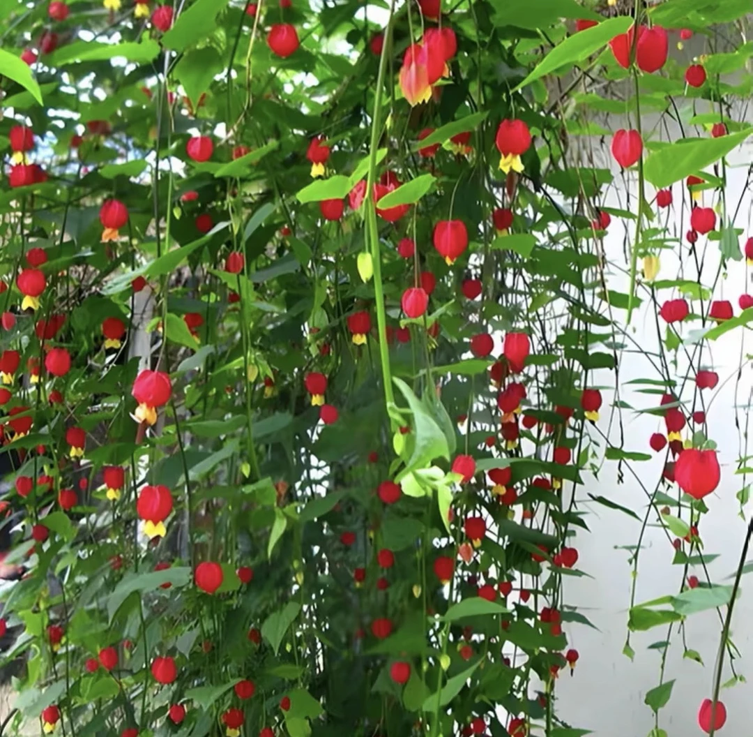 【宫廷灯笼花】吊兰盆栽爬藤植物四季开花室内室外耐热耐寒