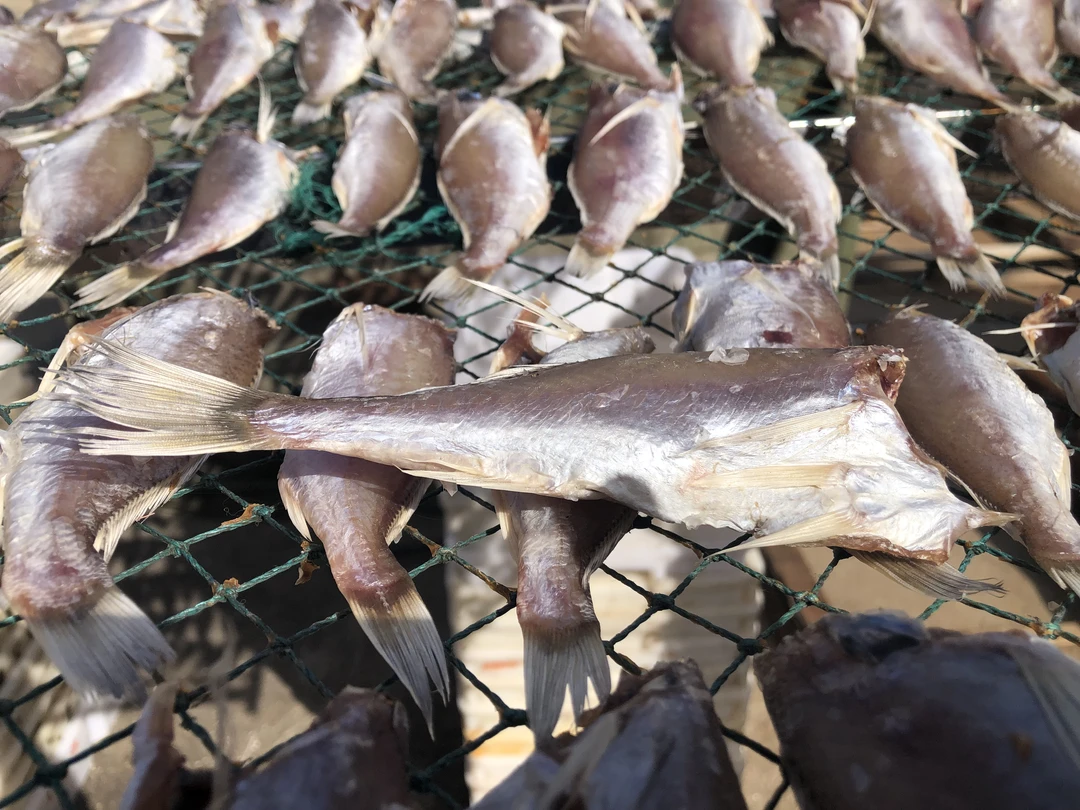 白锅子 白姑鱼  舟山特产 去头去内脏 发货实物如图 请确认后再拍