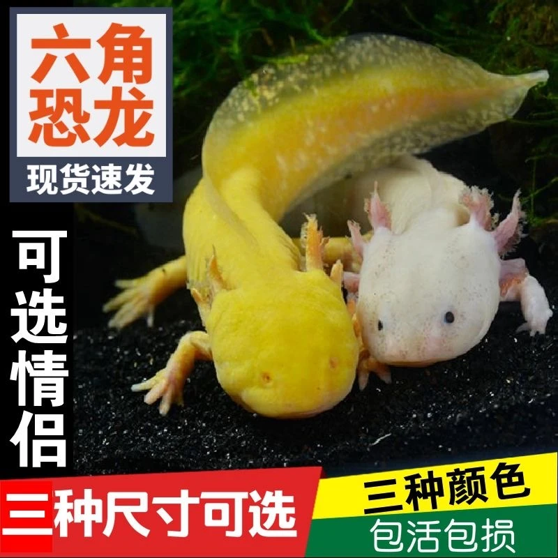 【包活】六角恐龙鱼蝾螈观赏鱼冷水淡水鱼金鱼娃娃鱼网红小宠物