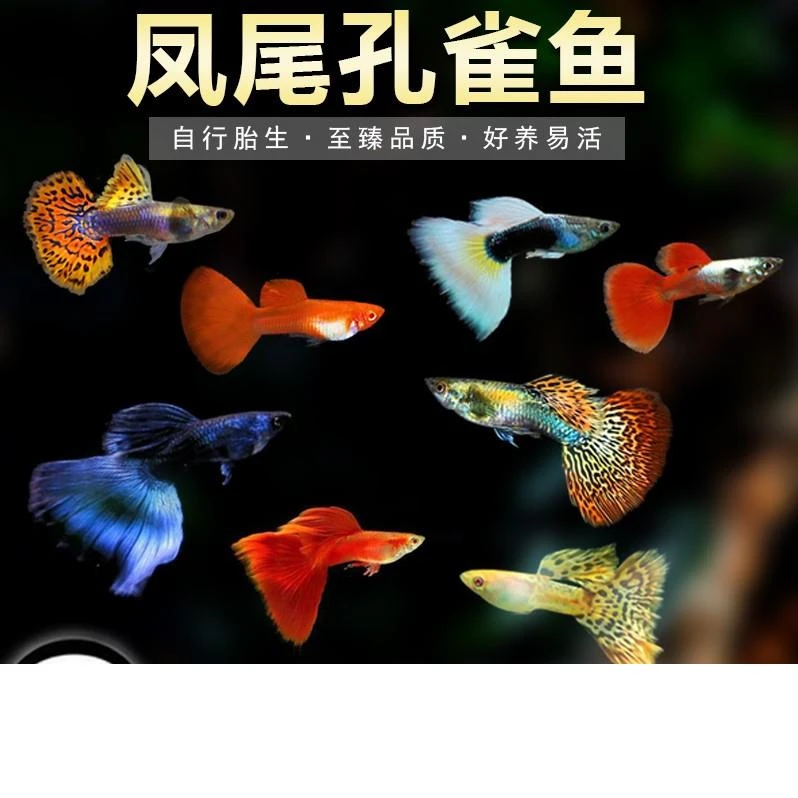 孔雀鱼纯种活体鱼热带淡水小型好养易观赏鱼胎生斑马鱼群游灯科鱼