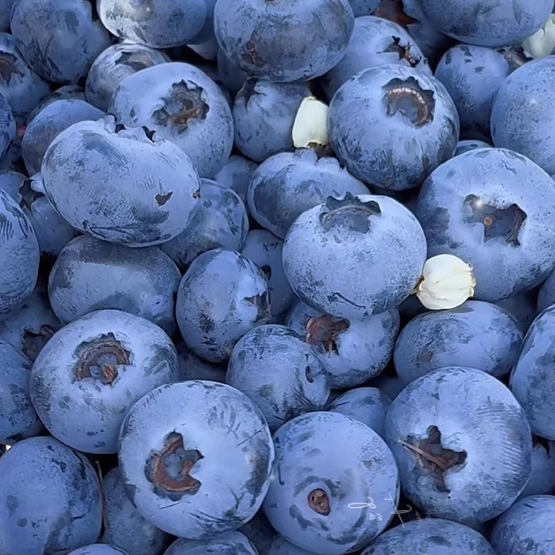 露天生态蓝莓 22-26