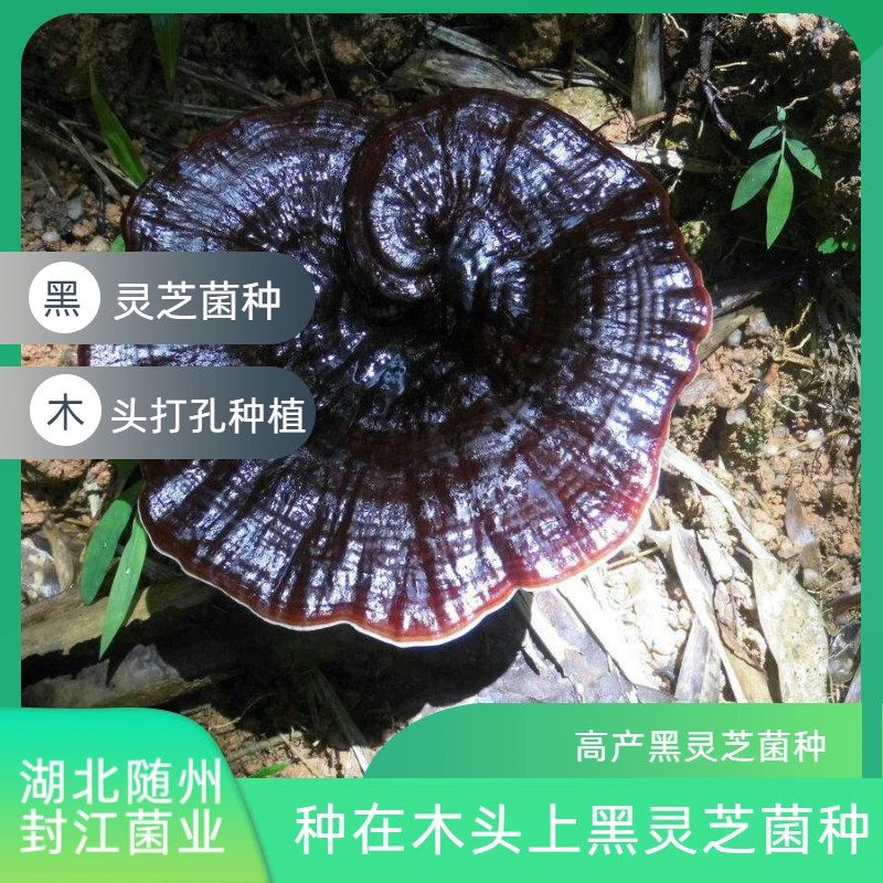 种在木头上的黑灵芝菌种灵芝菌种黑灵芝母种灵芝菌种木头灵芝菌种