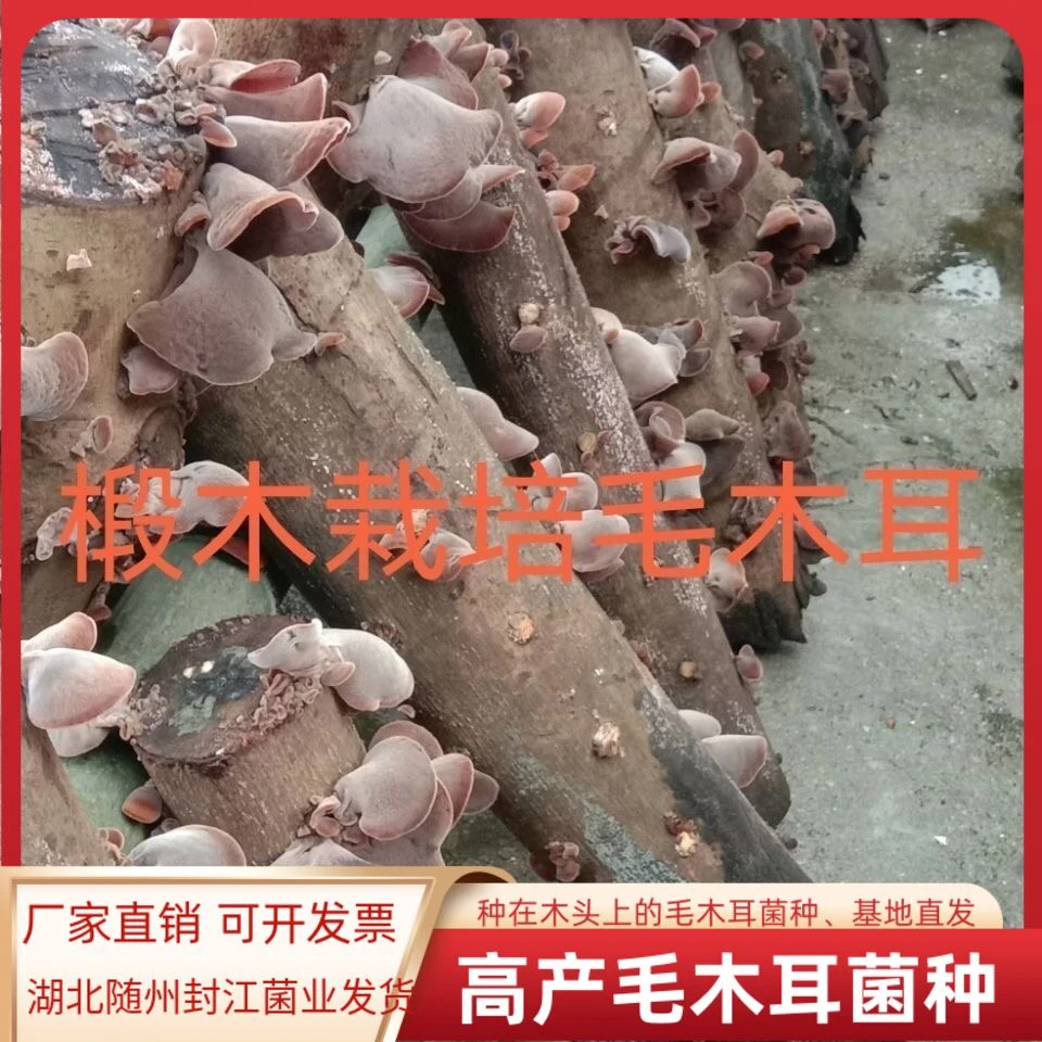 段木毛木耳菌种种在木头上的毛木耳菌种毛木耳菌种木头上打孔种