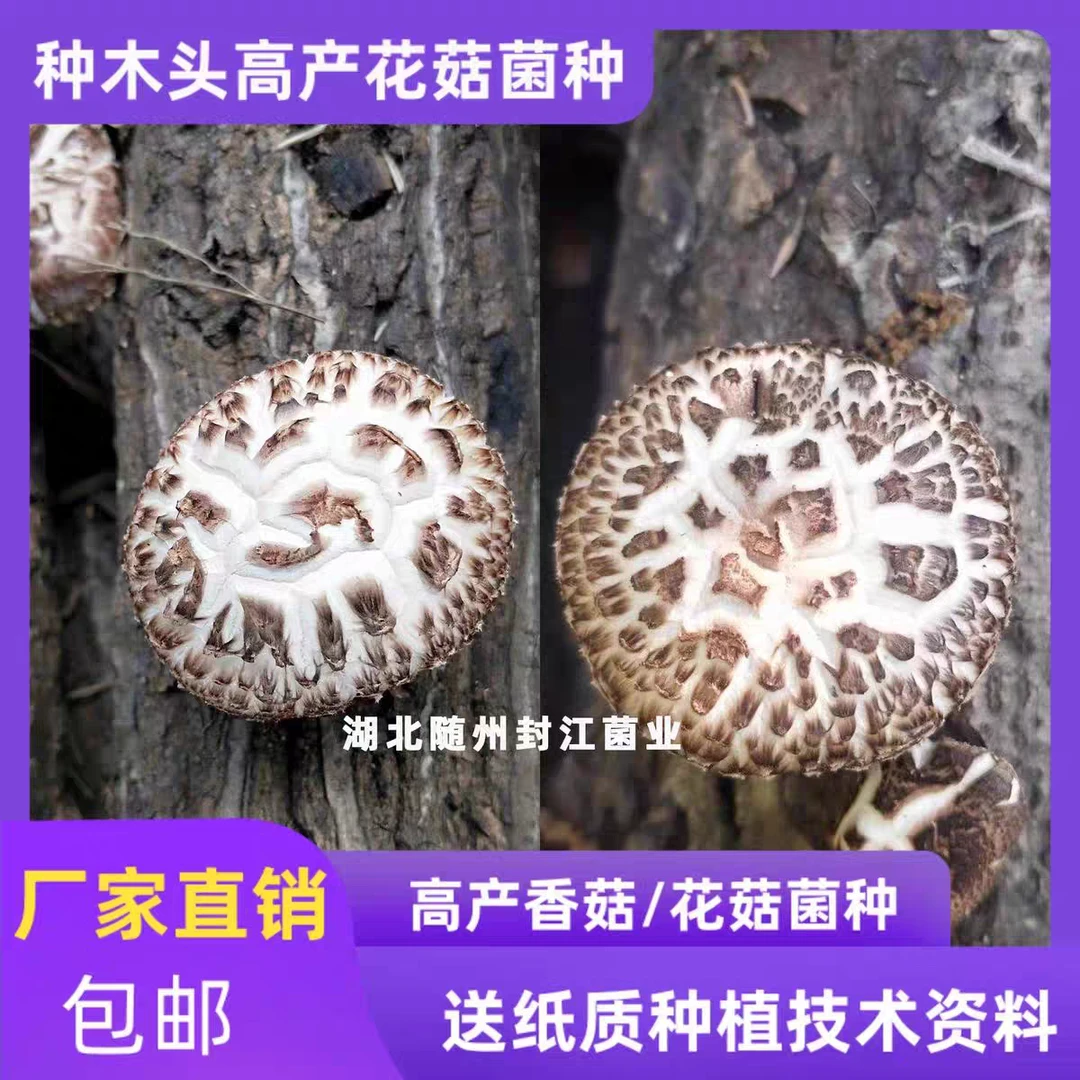 种在青冈木椴木花菇菌种种在木头上花菇菌种段木种植生花菇菌种