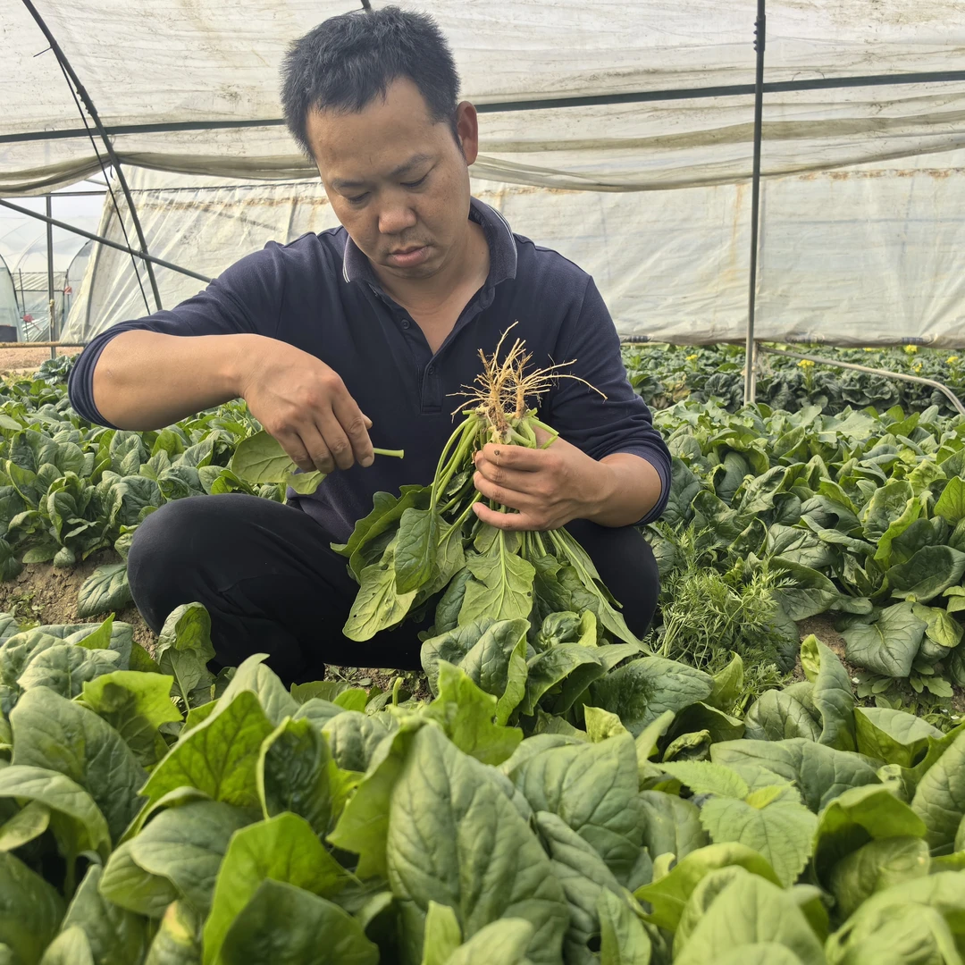 菠菜 【肖胜蓝农场】新鲜 嫩 湖南长沙 现采现发