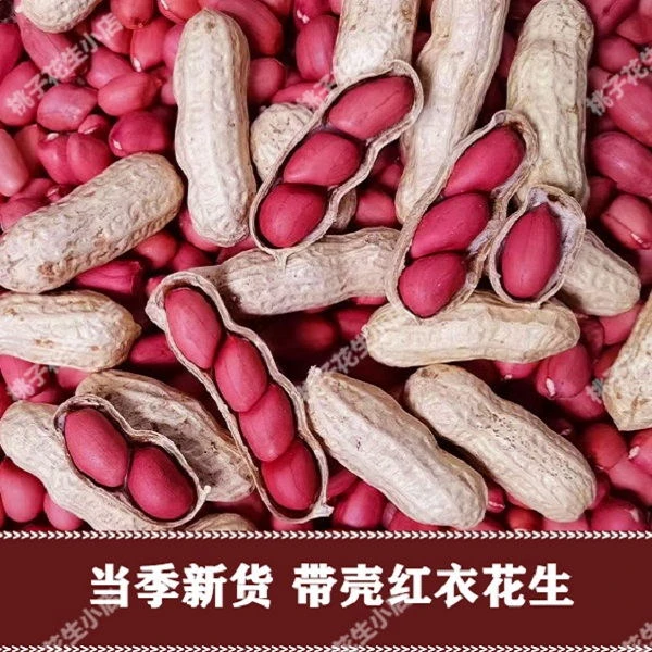 2023年9月新鲜带壳东北四粒红带壳红皮花生3斤5斤带壳生花生