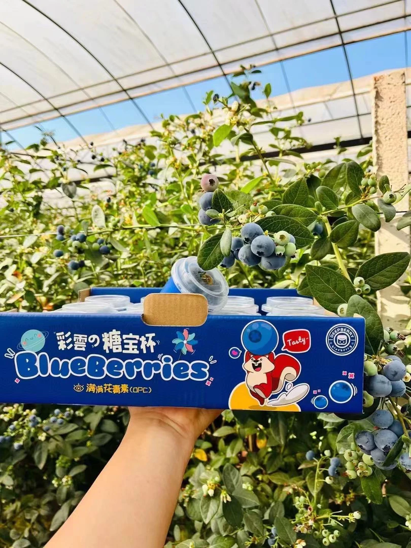杯装蓝莓大果，颗颗香甜，花香浓郁