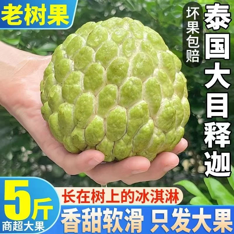 泰国大目凤梨释迦果1斤新鲜番荔枝佛头果水果特大果牛奶林檎