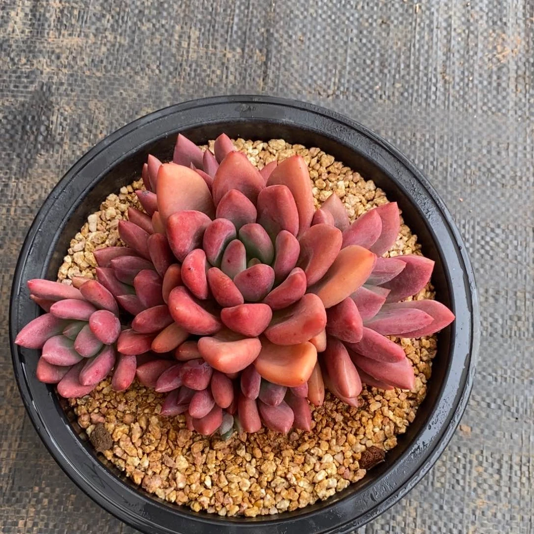 无砍捧花桃花源多肉