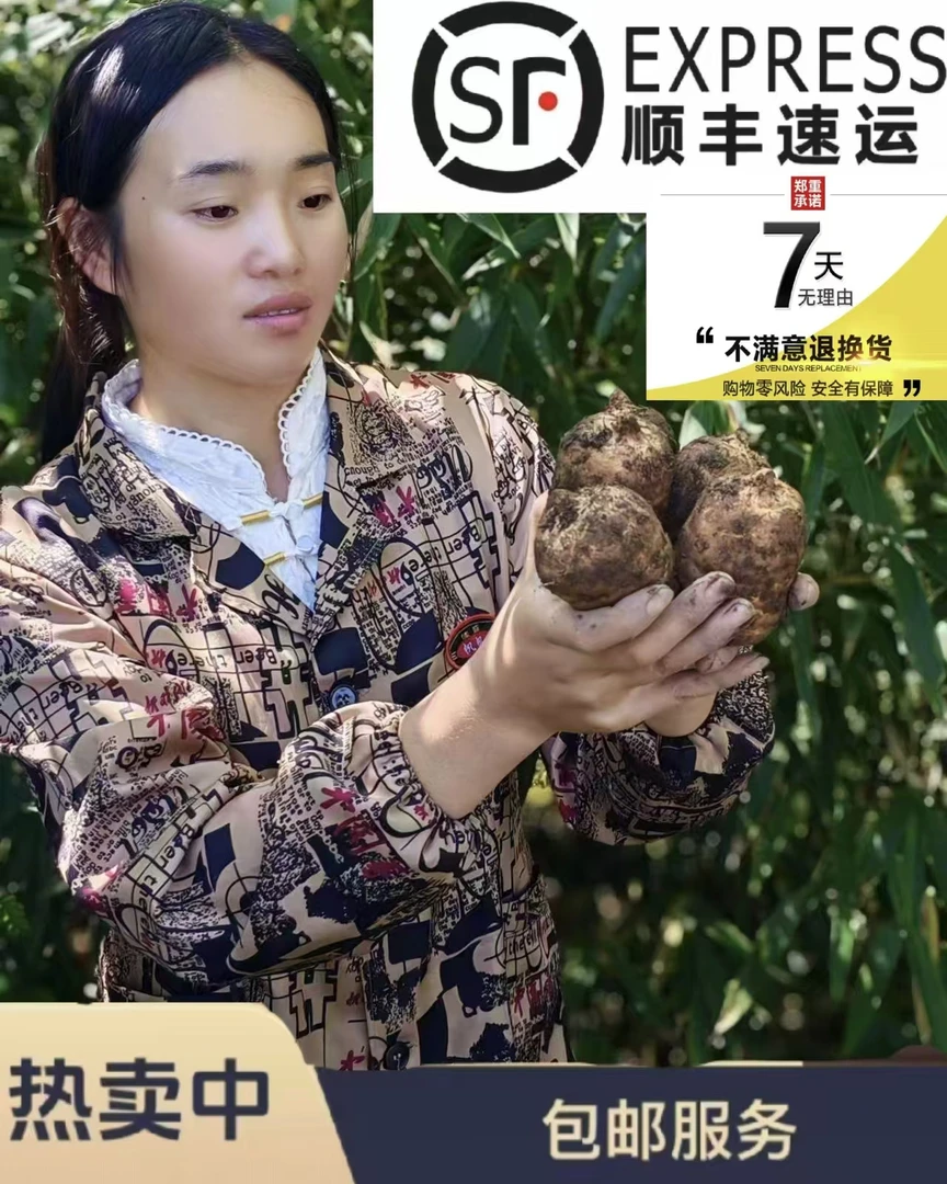 正宗云南小草坝老品种高山乌天麻
