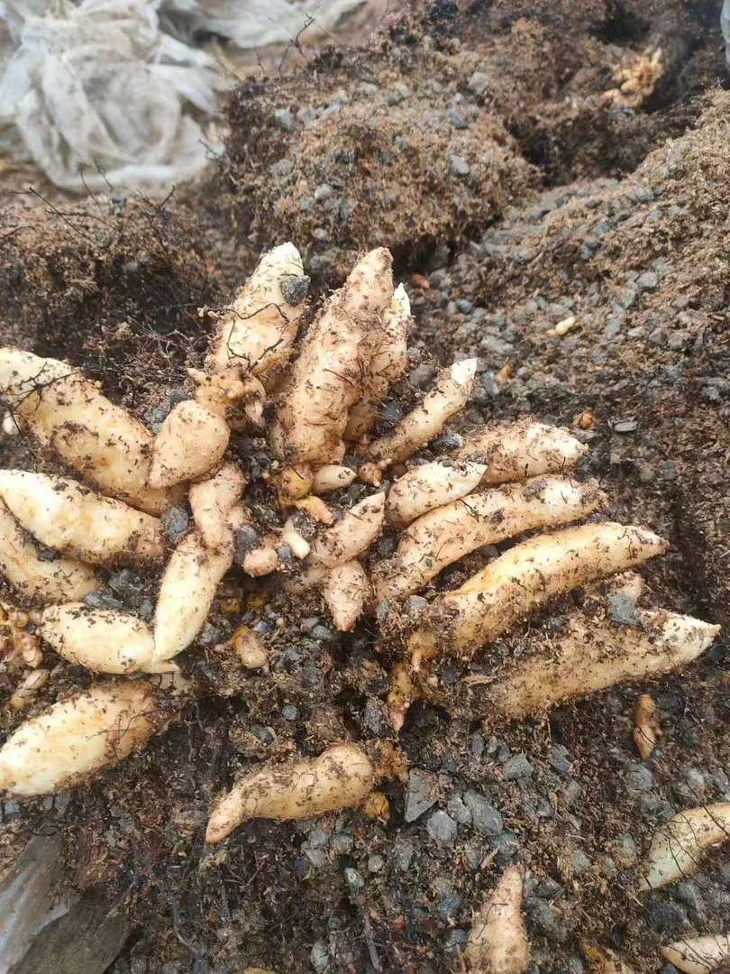 云南昭通小草坝1代0代乌天麻种子