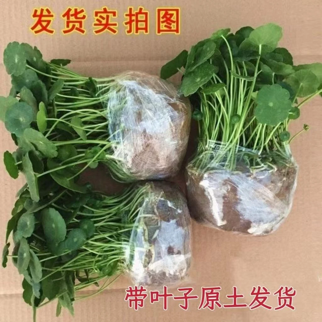 带叶铜钱草水培植物办公室桌面盆栽金钱草绿植清新桌摆土培美观