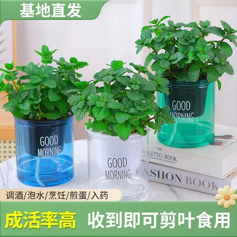 薄荷盆栽可食用新鲜美化叶办公室阳台植物驱蚊薄荷苗净化空气绿植