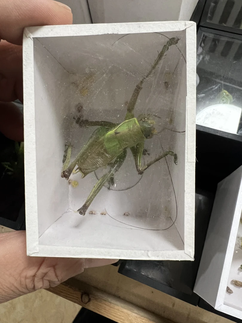 1-山青蝈蝈 蟋蟀活体 膀型好 4