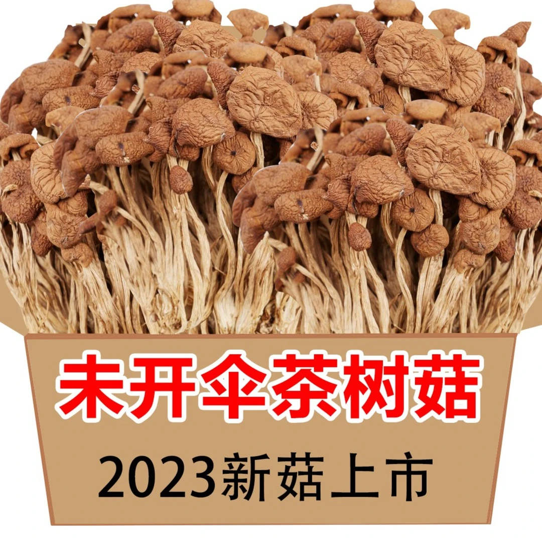 【超市品质】古田茶树菇农家新货香菇干货特产茶新菌菇虫草煲汤批发