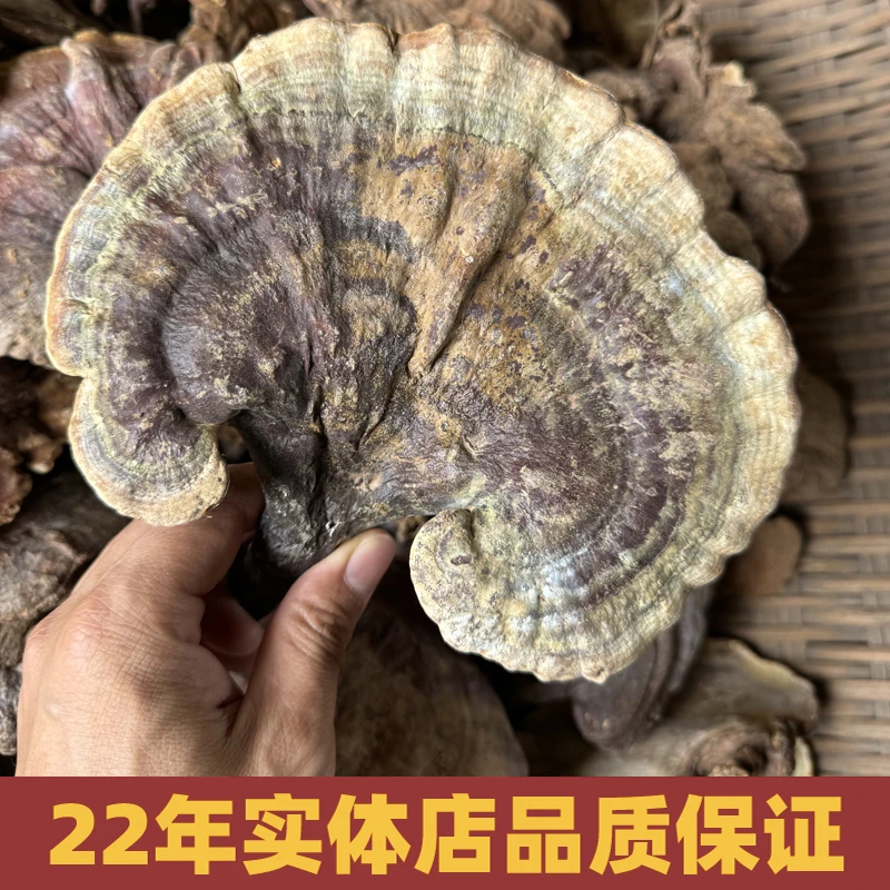 野生赤灵芝参云南