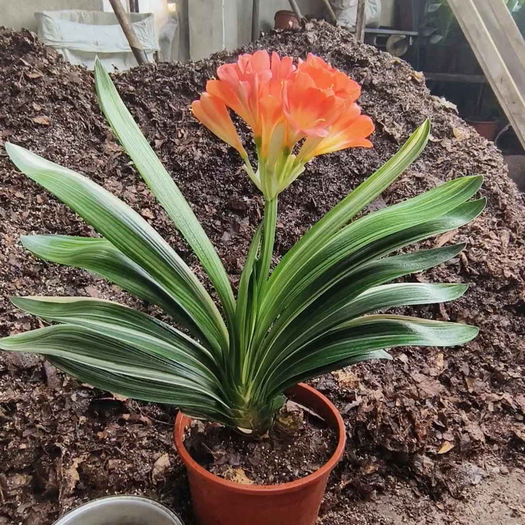 10长春君子兰花卉绿植盆栽直播间专用请与主播确认后下单一物一拍