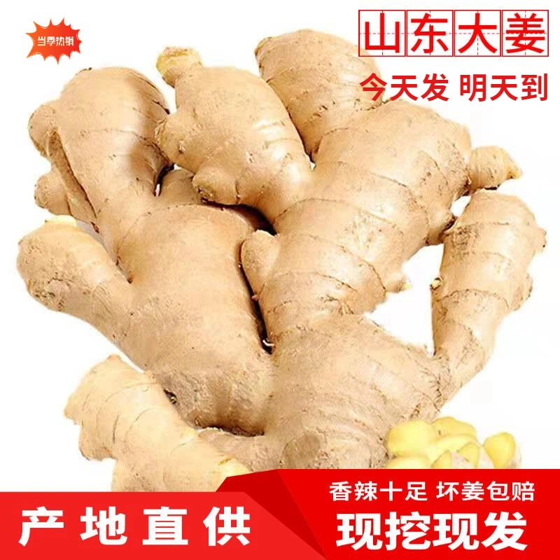 【坏果包赔】生姜小黄姜大姜干净无土晾干大黄姜调味鲜姜生姜蔬菜