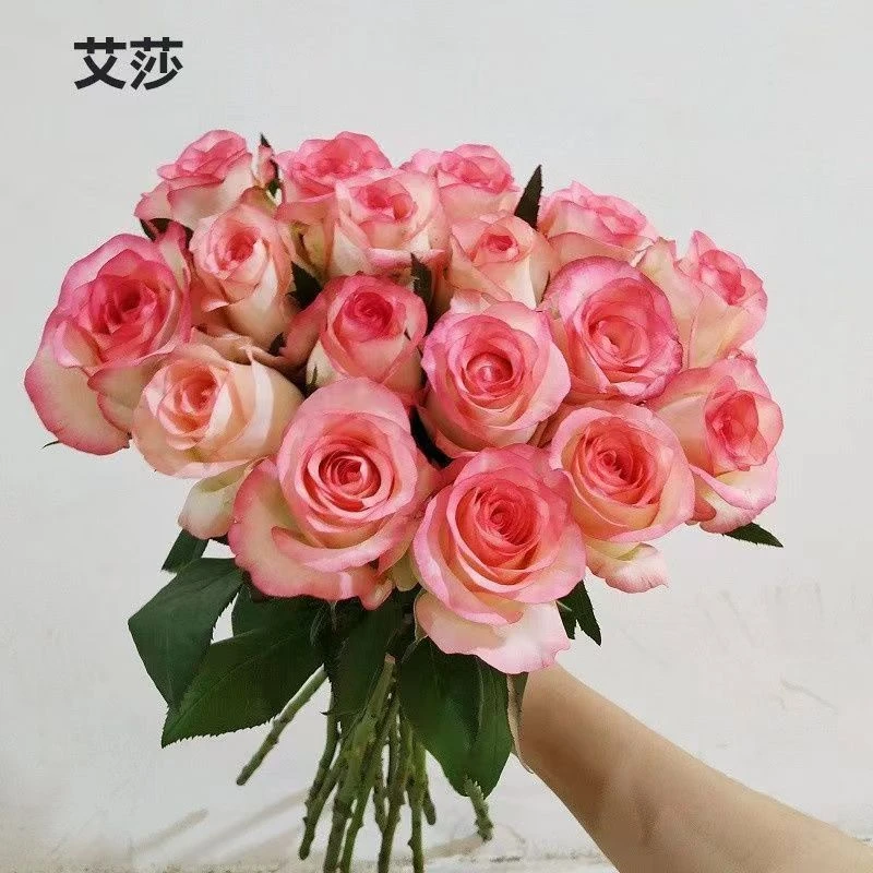 艾莎月季花苗盆栽玫瑰花切花月季浓香带花苞四季开花阳台盆栽花卉