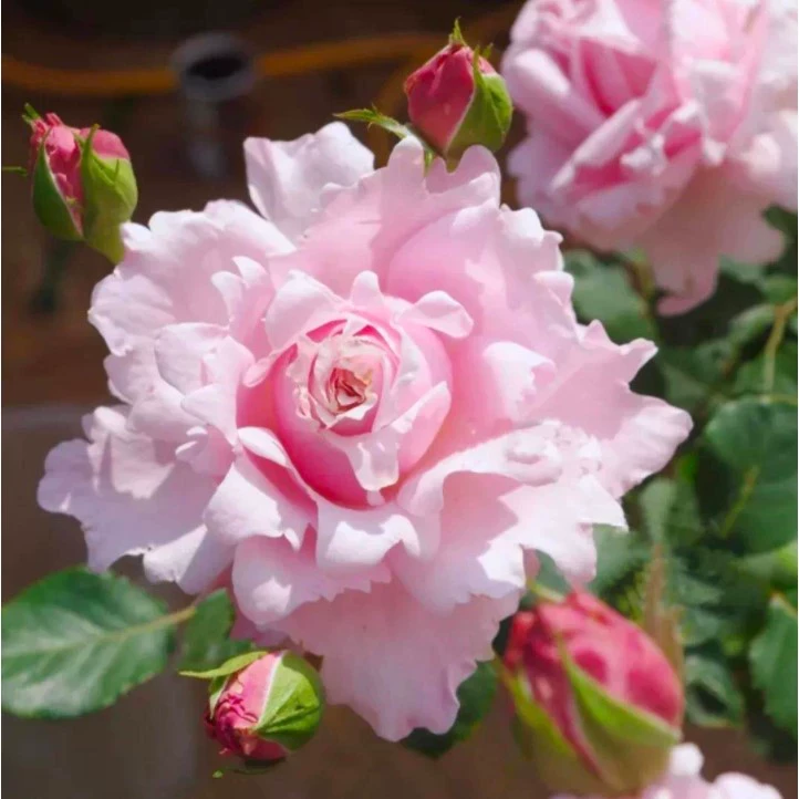 索菲罗莎月季花苗大花浓香直立性开花粉色玫瑰花四季盆栽花卉植物