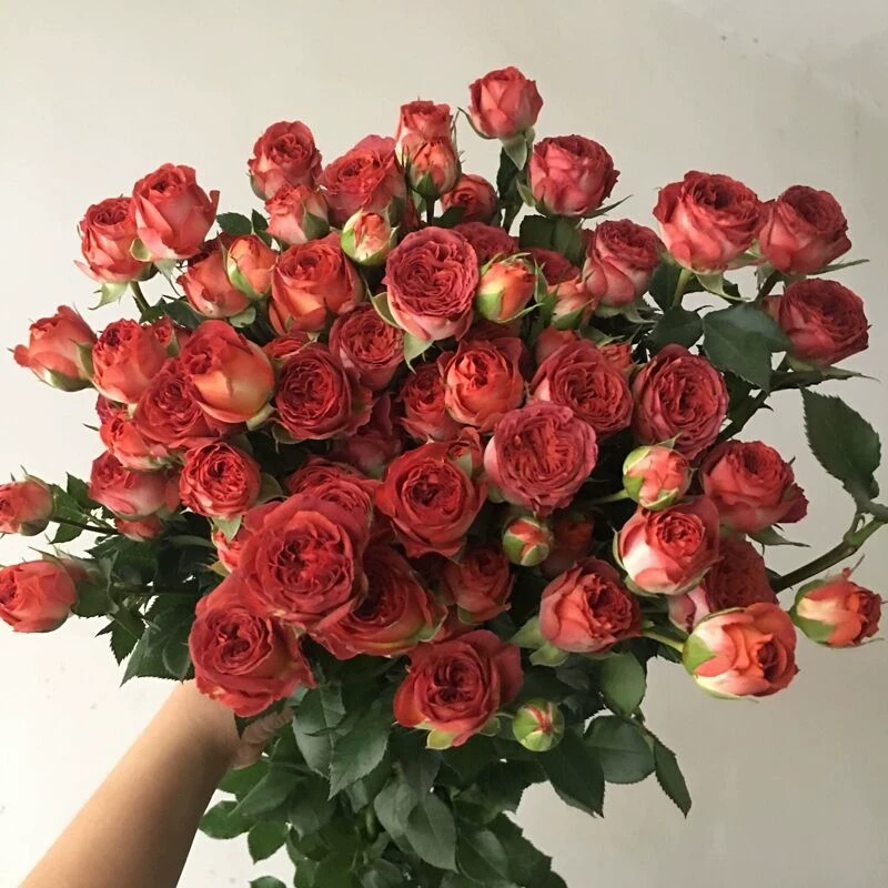 巧克力月季花泡泡切花开花盆栽花苗庭院养护多季节丰花复古玫瑰