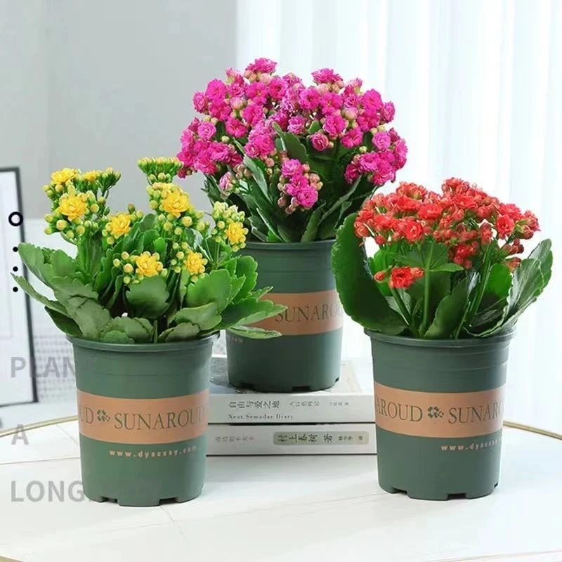 【带苞发货】长寿花盆栽花卉重瓣懒人阳台室内绿植四季开花好养鲜花