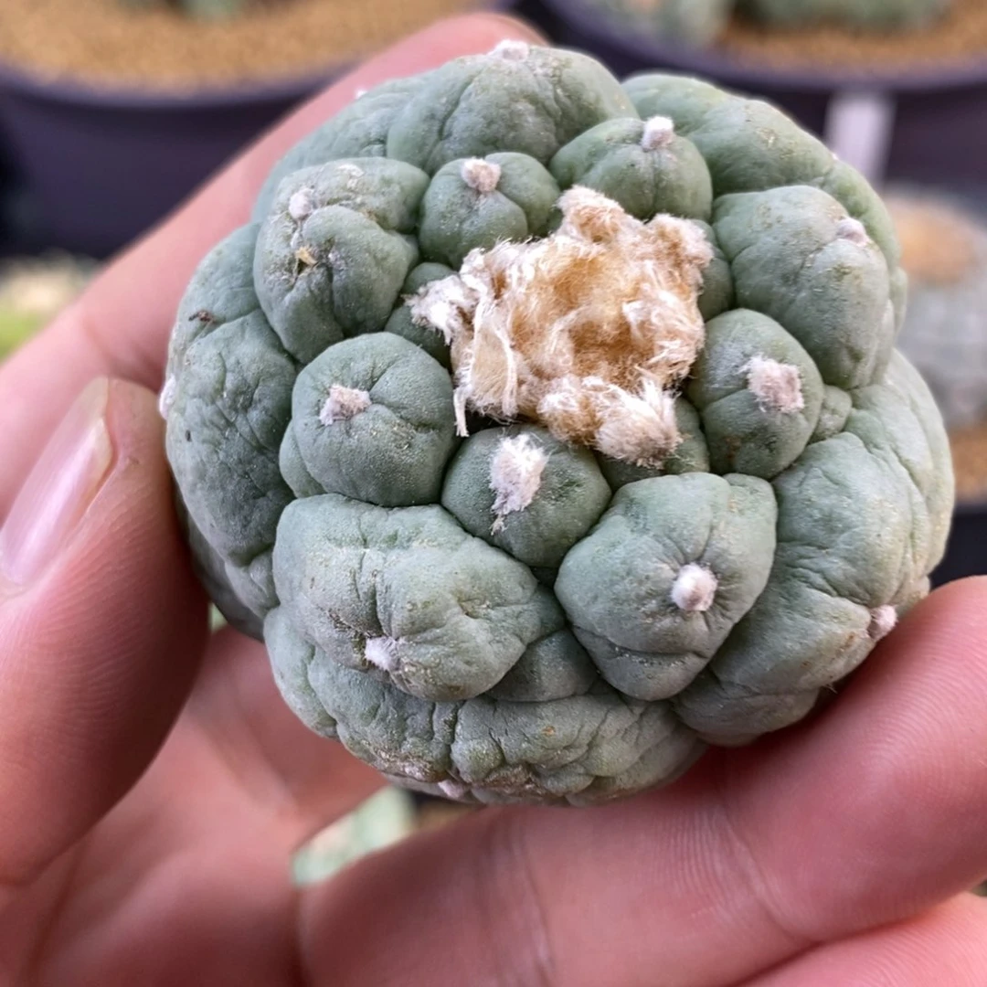 古田贝萝卜根自根仙人球