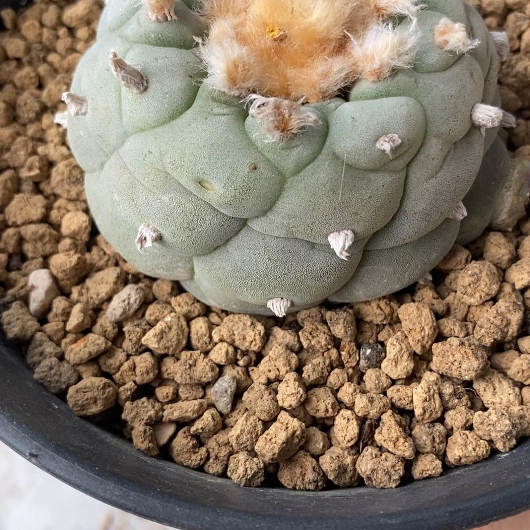 @**勇无刺仙人球开花株