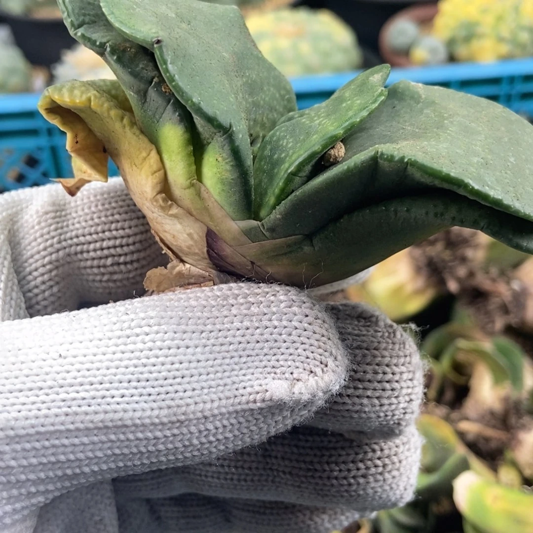 A**牛无刺仙人球开花了，