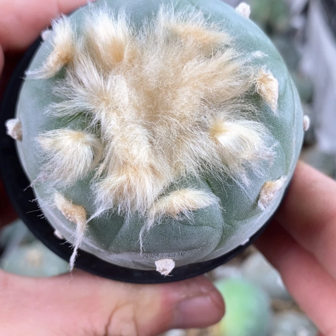 5.9公分实生6年半海鲜