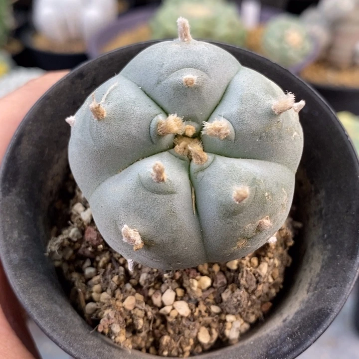 无刺仙人球开花了