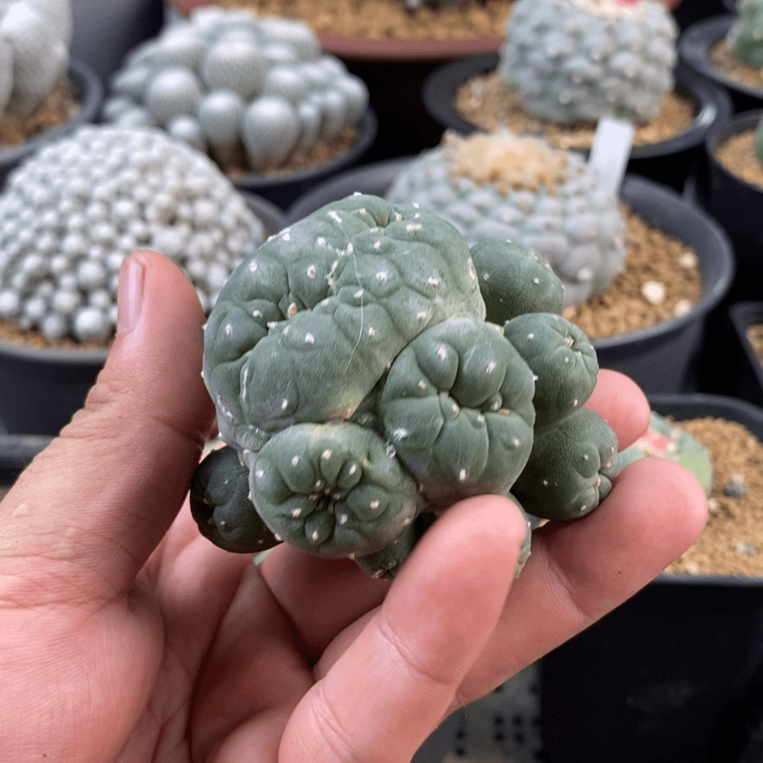 缀化群萝卜根无刺仙人球