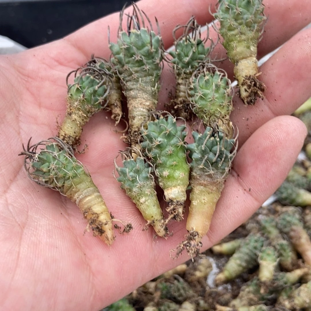 蛋*无刺仙人球开花了