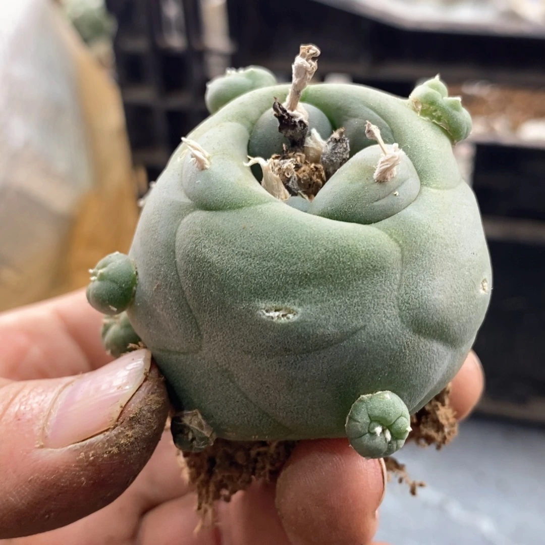 L****?无刺仙人球开花