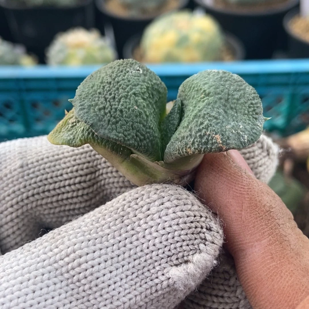 无刺仙人球开花了了