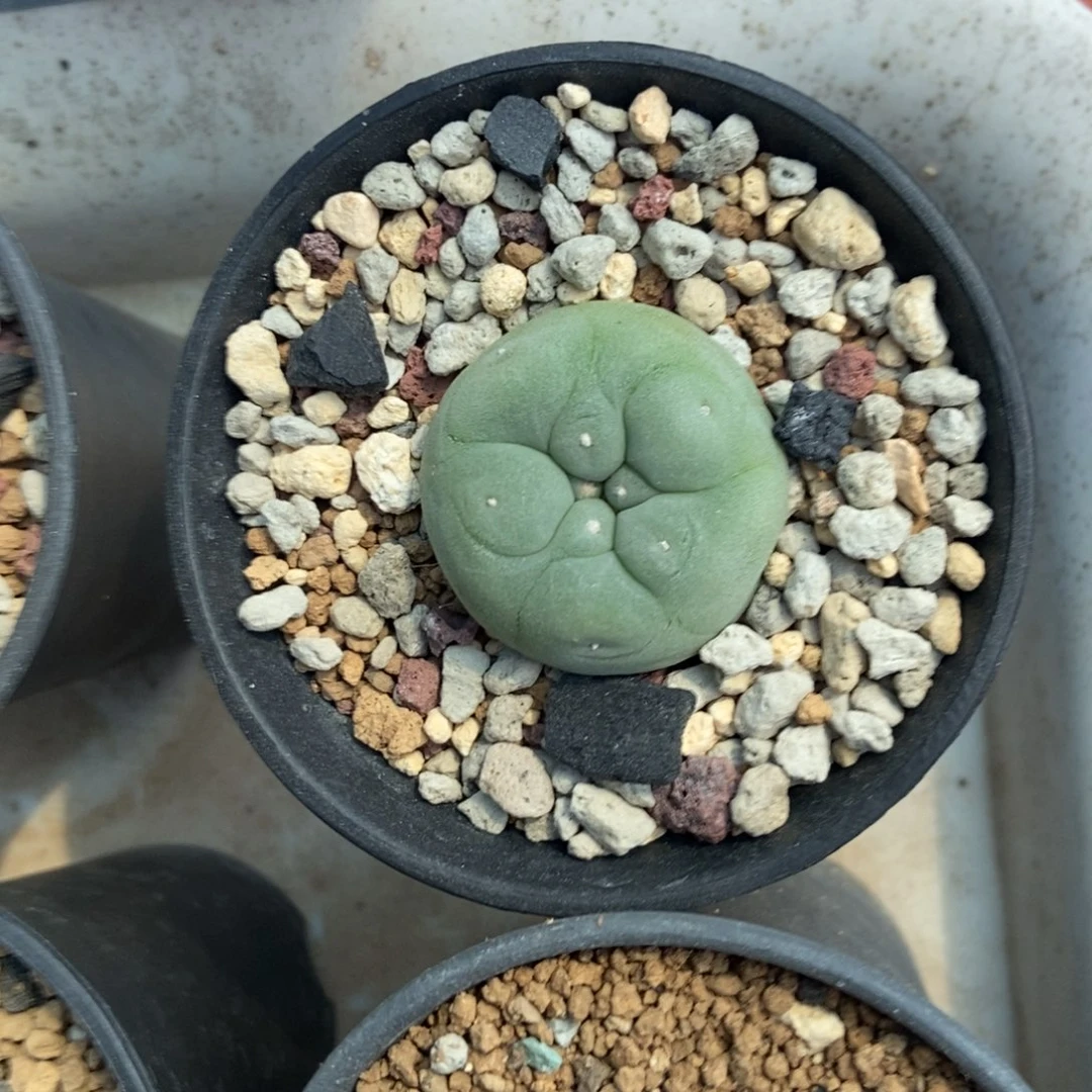 无刺仙人球开花了，
