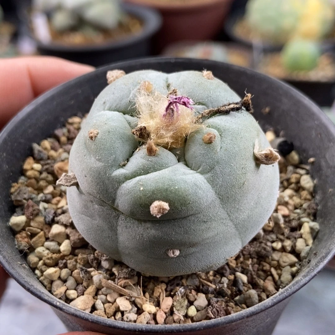 阶梯银，无刺仙人球开花