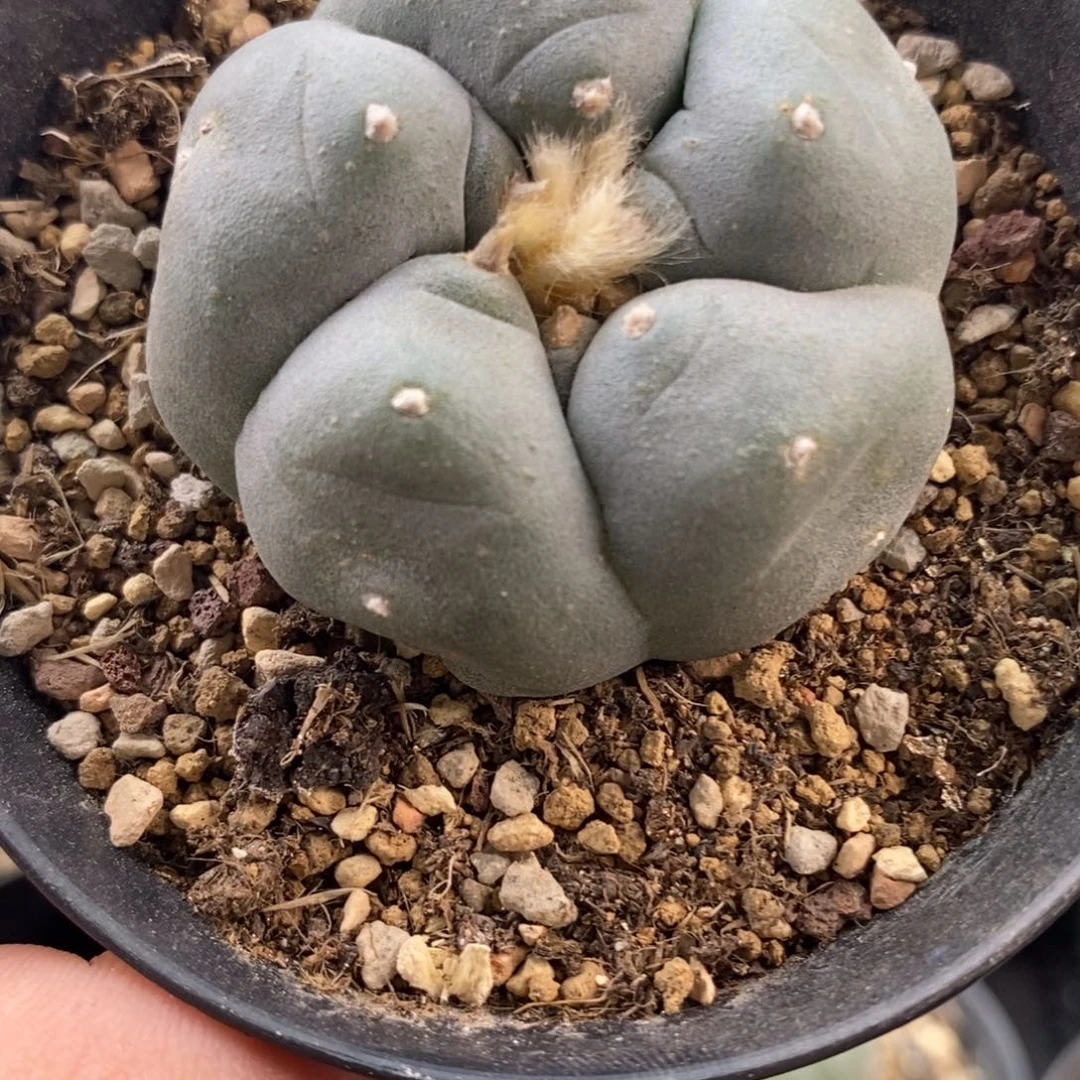 无刺草球开花螺旋肋骨