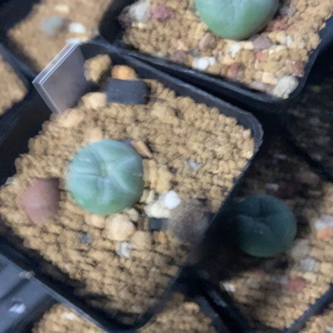 用****2无刺仙人球开花了