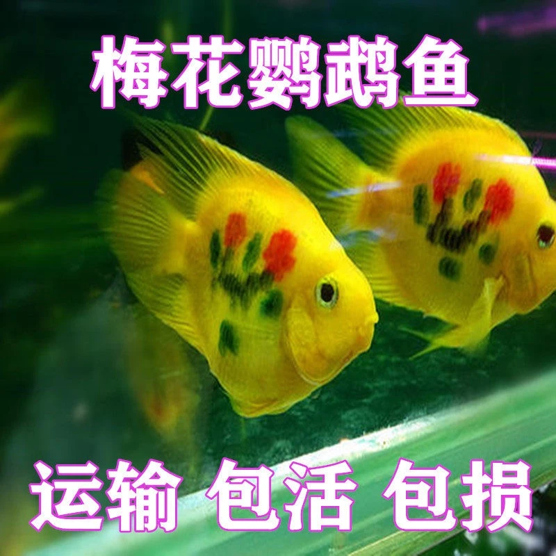 热带观赏鱼梅花鹦鹉鱼大型风水鱼黄金鹦鹉活体招财鱼