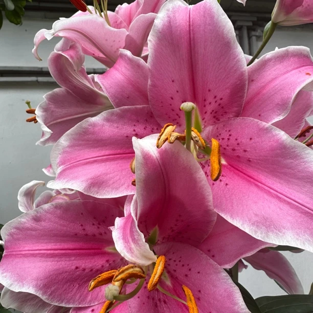 兴能收山货  临-时-链接香菇半斤/一斤