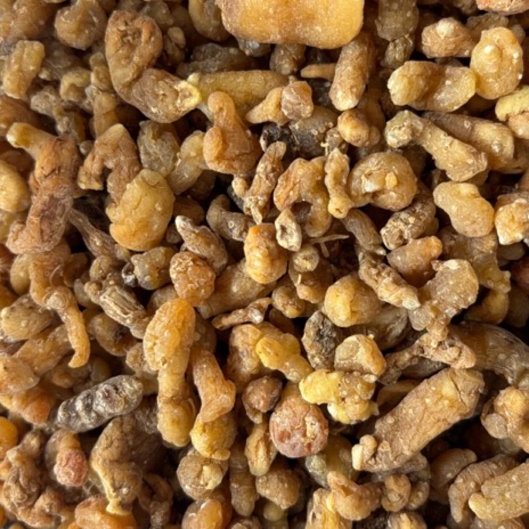 兴能收山货 太阳菇