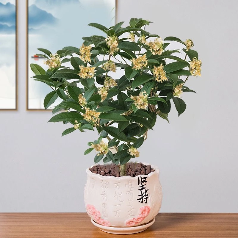 【佛顶珠四季桂花】耐寒耐热大苗盆景老桩 南方北方都可种植