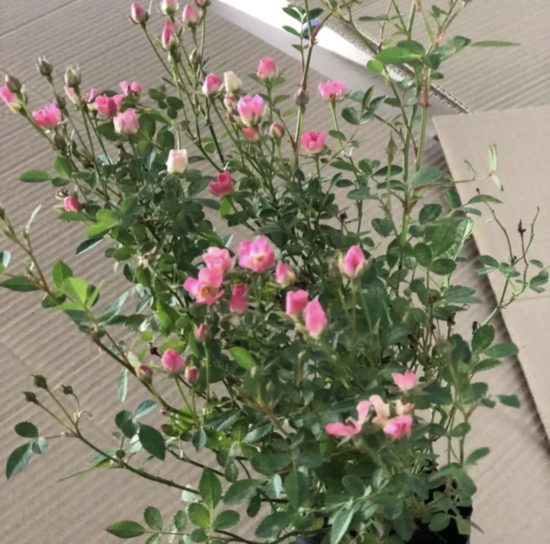 微型月季花苗超微多头迷你阳台室外露台植物花卉盆栽四季开花网红